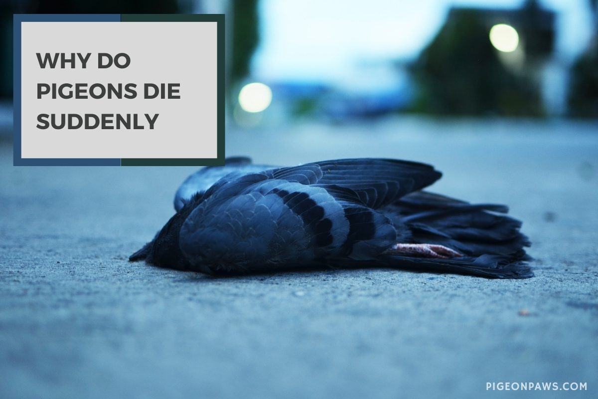 Why Do Pigeons Die Suddenly