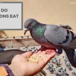 Why Do Pigeons Eat Grit? Know the Importance