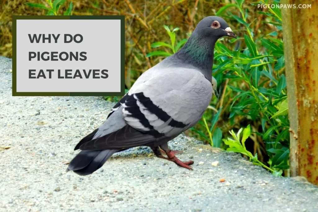 Why Do Pigeons Eat Leaves