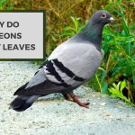 Why Do Pigeons Eat Leaves? A Surprising Behavior