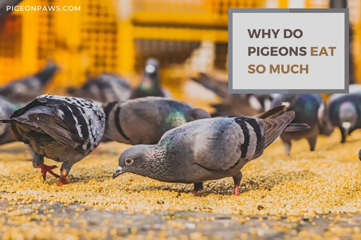 Why Do Pigeons Eat So Much