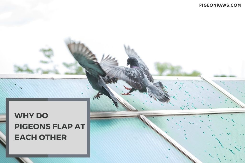 Why Do Pigeons Flap at Each Other