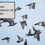 Why Do Pigeons Fly in Flocks? Discover the Reasons