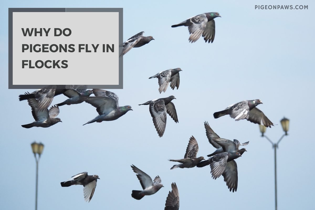 Why Do Pigeons Fly in Flocks
