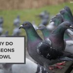 Why Do Pigeons Growl? Understanding the Causes