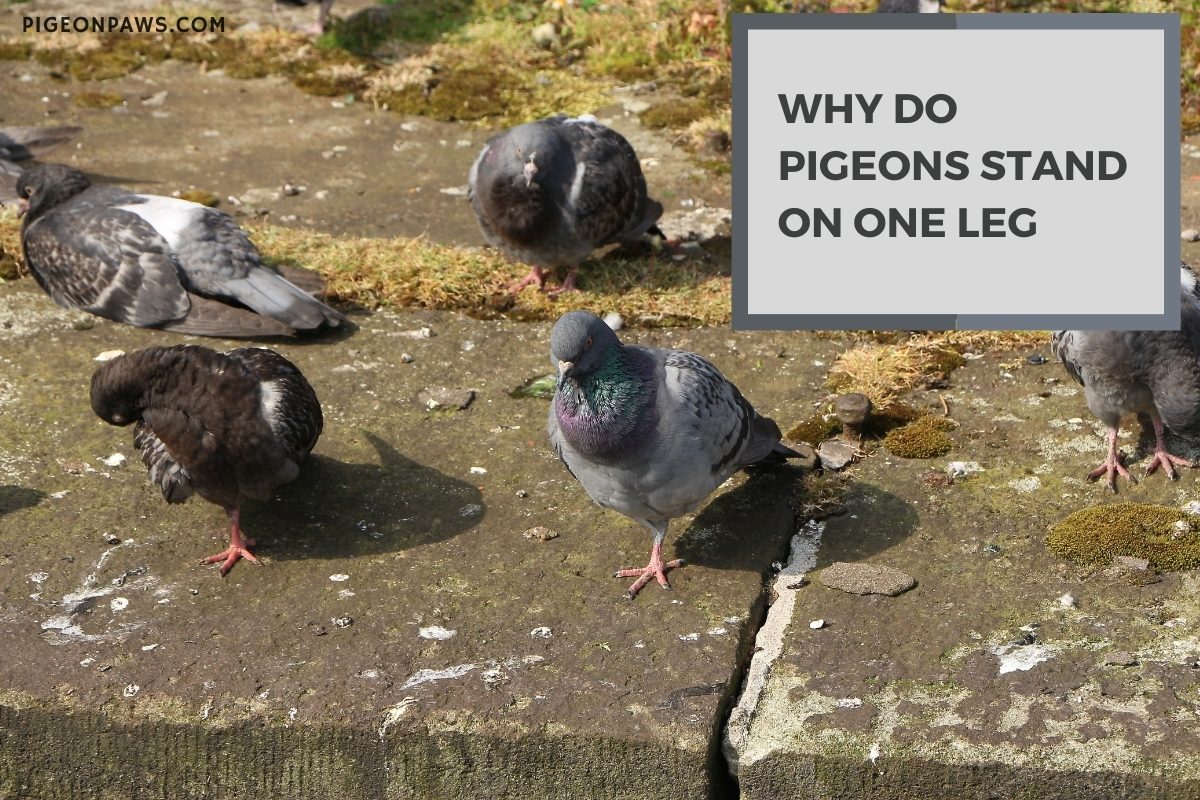Why Do Pigeons Stand on One Leg