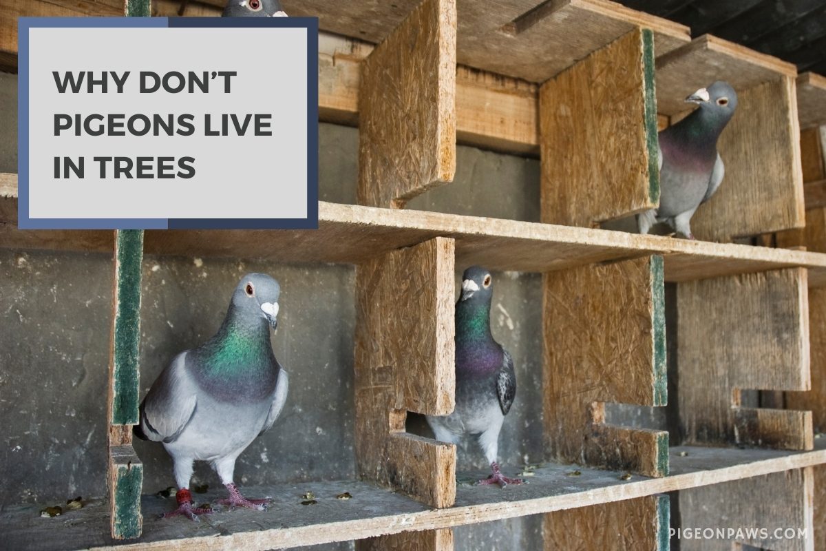 Why Don't Pigeons Live in Trees