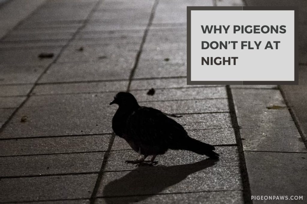 Why Pigeons Don’t Fly at Night
