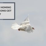 Can Homing Pigeons Get Lost? Their Navigation Facts