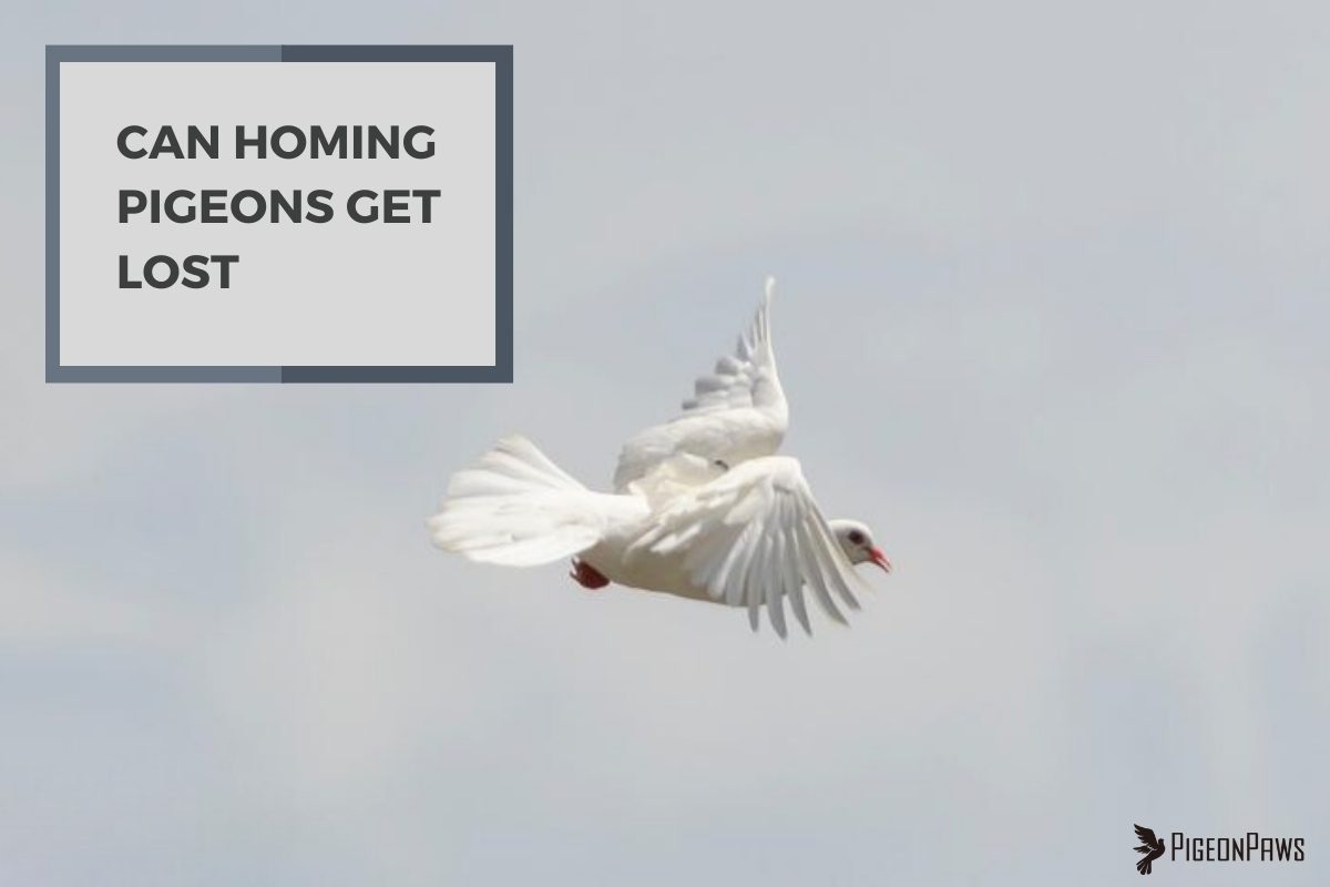 Can Homing Pigeons Get Lost