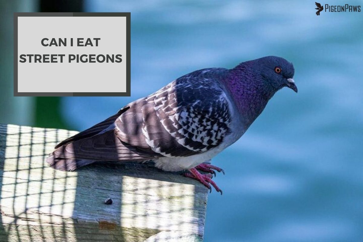 Can I Eat Street Pigeons