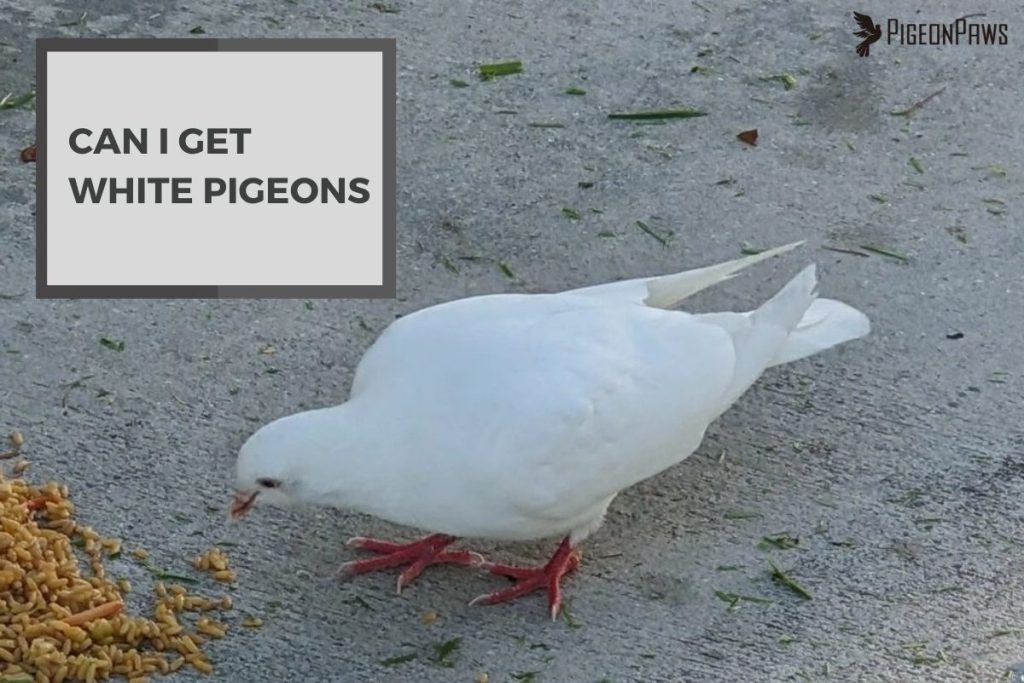 Can I Get White Pigeons