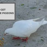 Can I Get White Pigeons? – Where Can You Get Them?