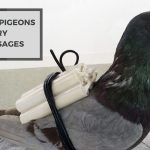 Can Pigeons Carry Messages? Explore The Concept