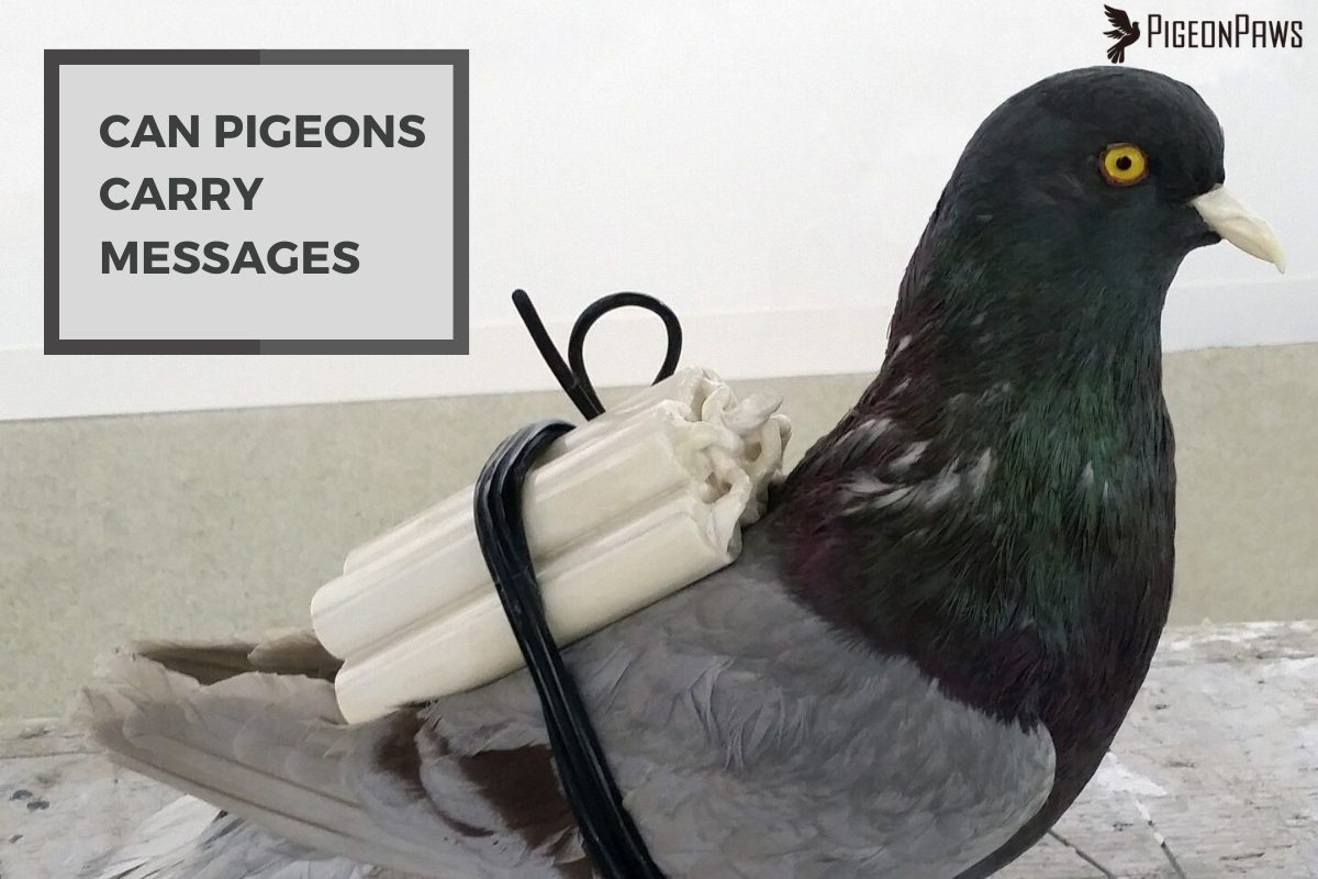 Can Pigeons Carry Messages
