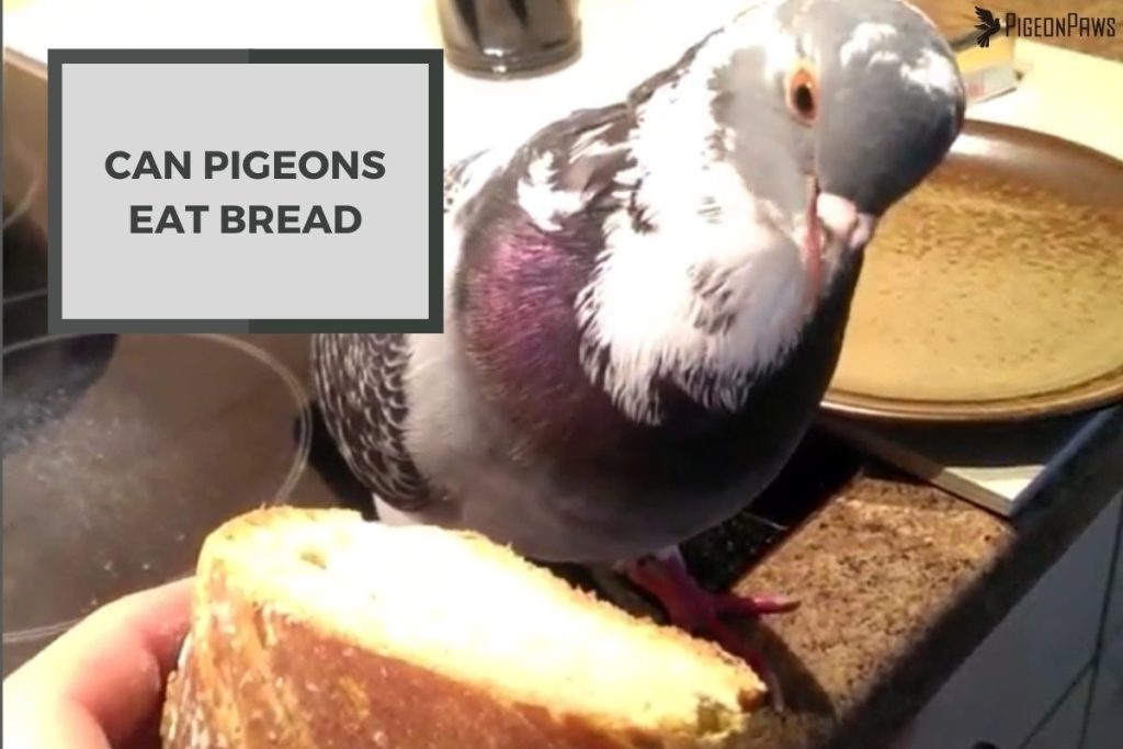 Can Pigeons Eat Bread