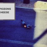 Can Pigeons Eat Cheese? Exploring the Facts