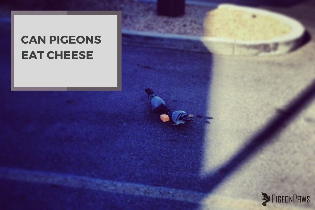 Can Pigeons Eat Cheese