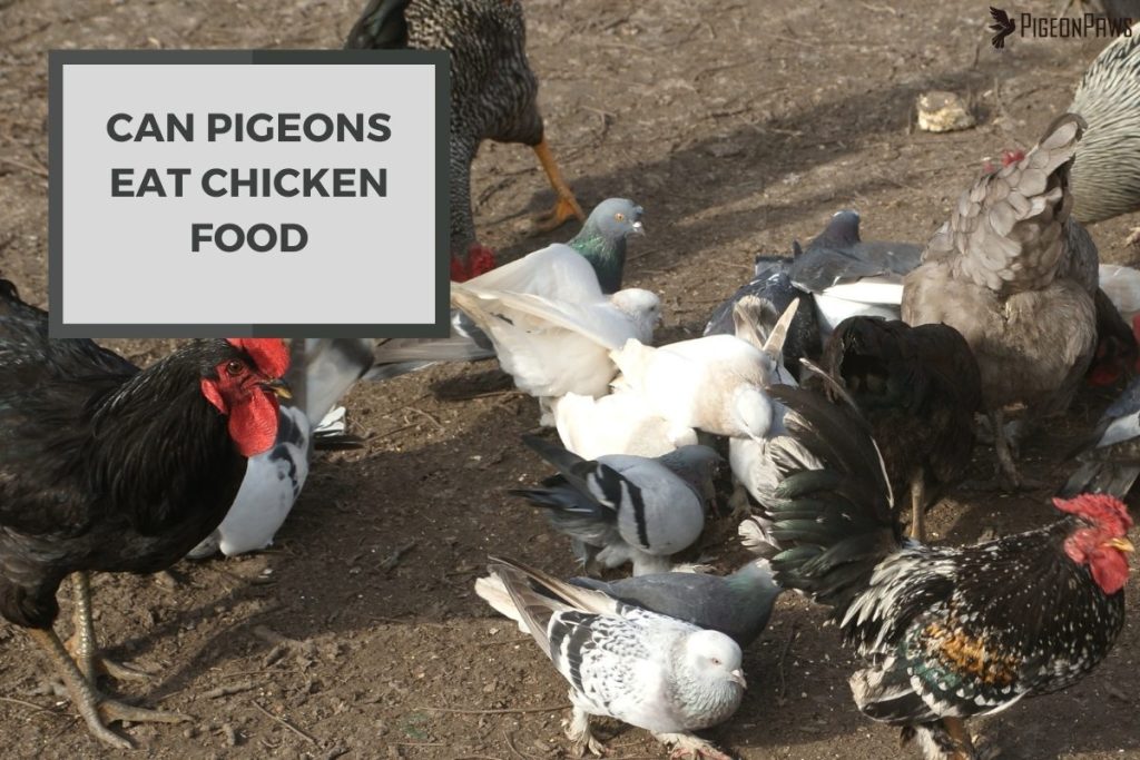 Can Pigeons Eat Chicken Food