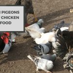 Can Pigeons Eat Chicken Food? Understanding the Nutritional Needs