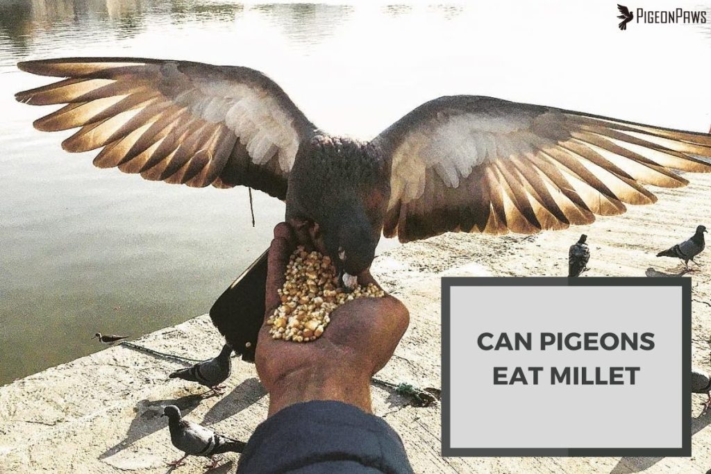 Can Pigeons Eat Millet