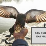 Can Pigeons Eat Millet? All You Need to Know