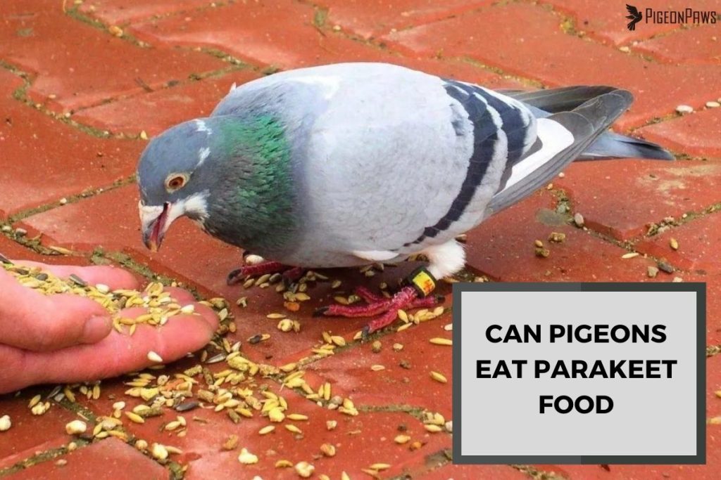 Can Pigeons Eat Parakeet Food