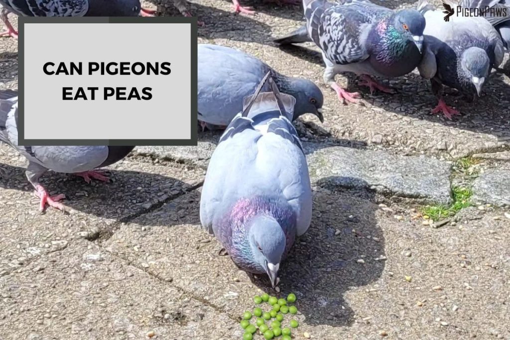 Can Pigeons Eat Peas