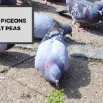 Can Pigeons Eat Peas? Pea-Based Diet!