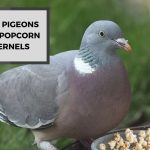 Can Pigeons Eat Popcorn Kernels? Pigeon Snacking