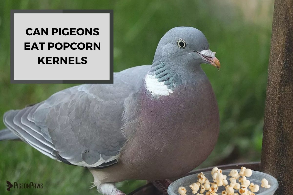 Can Pigeons Eat Popcorn Kernels