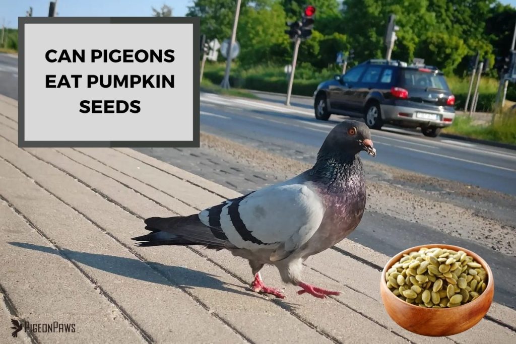 Can Pigeons Eat Pumpkin Seeds