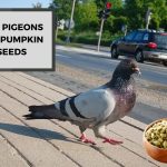 Can Pigeons Eat Pumpkin Seeds? What You Need to Know