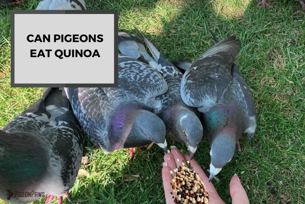 Can Pigeons Eat Quinoa