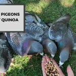 Can Pigeons Eat Quinoa? The Surprising Truth