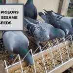 Can Pigeons Eat Sesame Seeds? The Truth Behind This Tasty Treat!