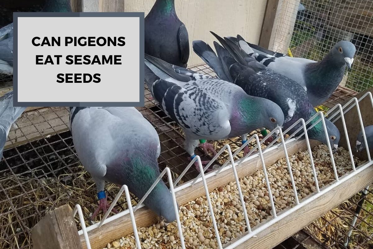 Can Pigeons Eat Sesame Seeds