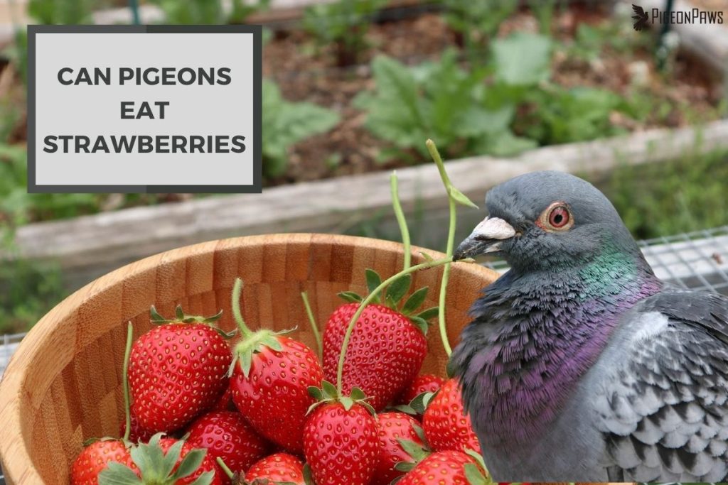 Can Pigeons Eat Strawberries