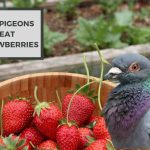 Can Pigeons Eat Strawberries? Benefits, Risks, and Feeding Guide