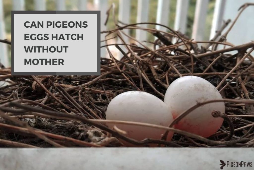 Can Pigeons Eggs Hatch Without Mother