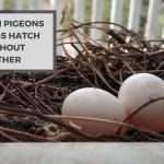Can Pigeons Eggs Hatch Without Mother? A Tale of Survival
