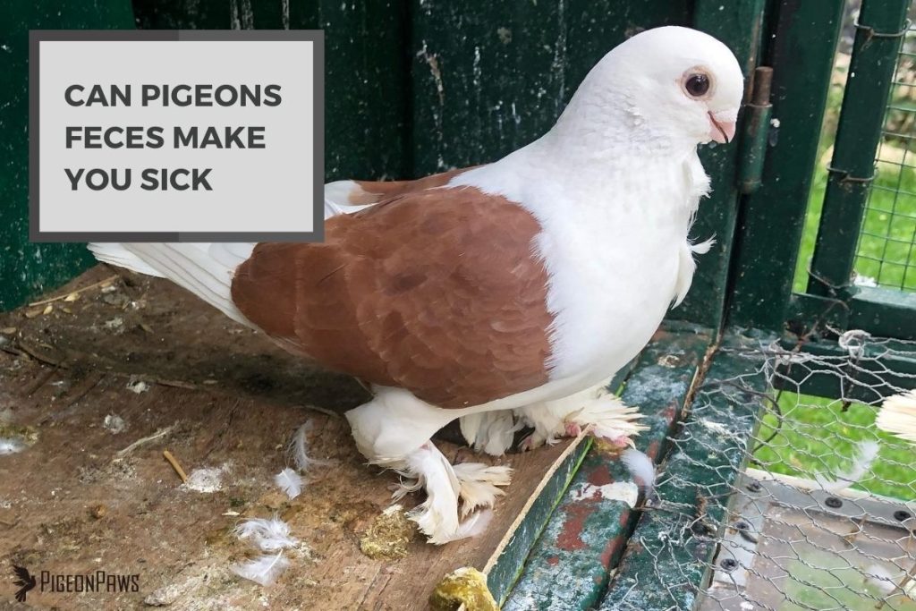 Can Pigeons Feces Make You Sick
