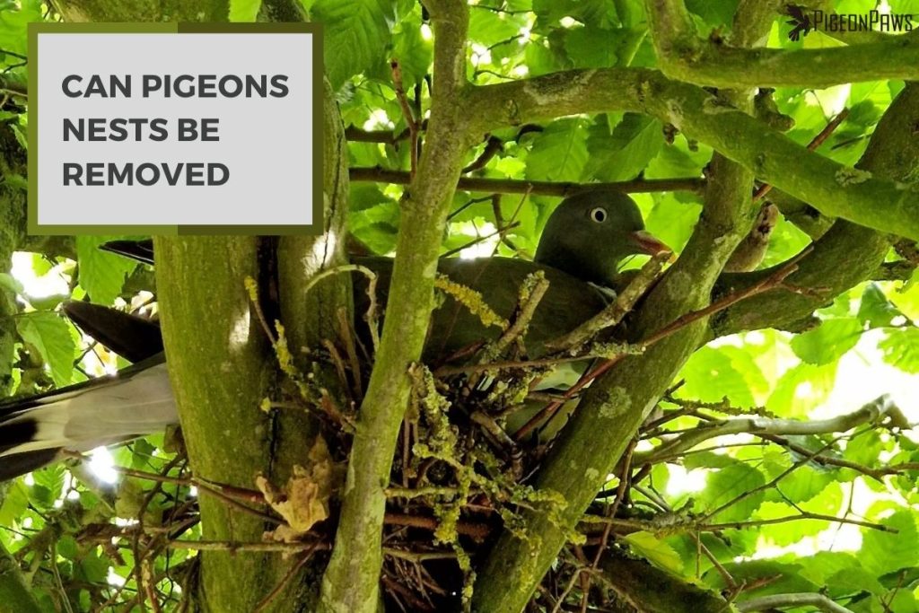 Can Pigeons Nests Be Removed