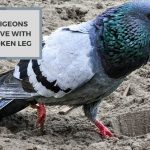 A Pigeons Fortitude: Can Pigeons Survive With A Broken Leg?