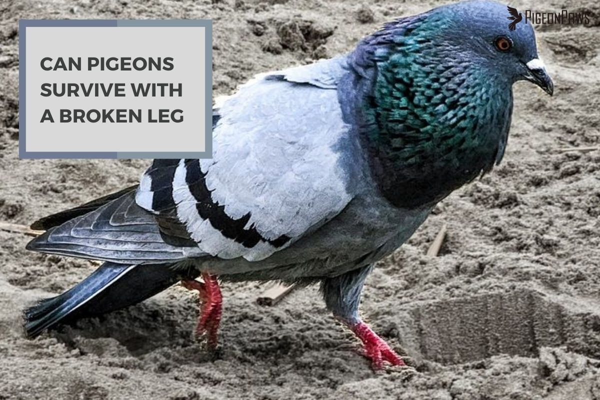 Can Pigeons Survive With A Broken Leg
