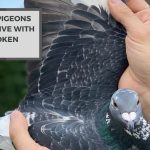 Avian Adaptability: Can Pigeons Survive With A Broken Wing?