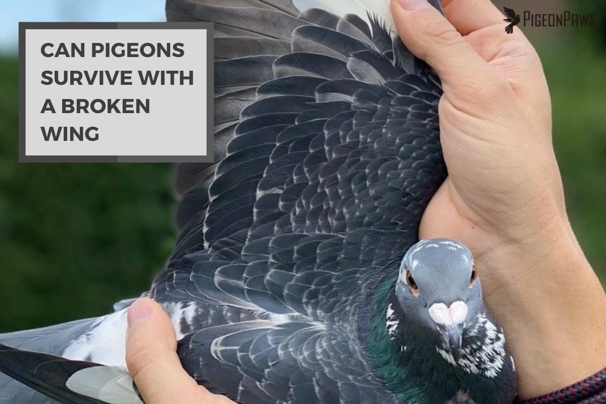 Can Pigeons Survive With A Broken Wing