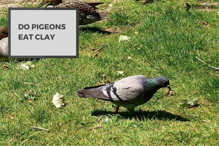 Do Pigeons Eat Clay? Benefits and Risks of Feeding Clay