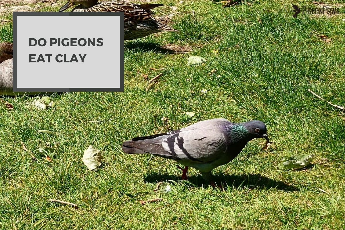 Do Pigeons Eat Clay