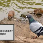 Do Pigeons Eat Mice? Know The Truth